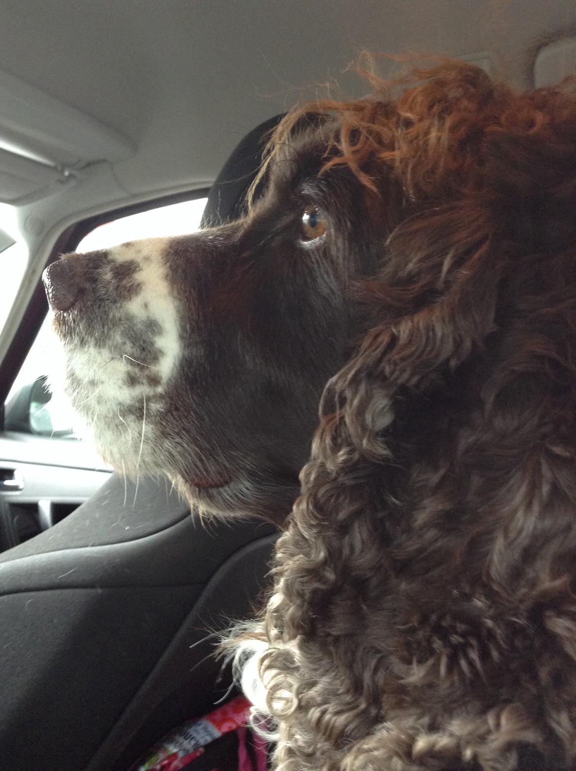 Engelsk springer spaniel Jonson billede 32