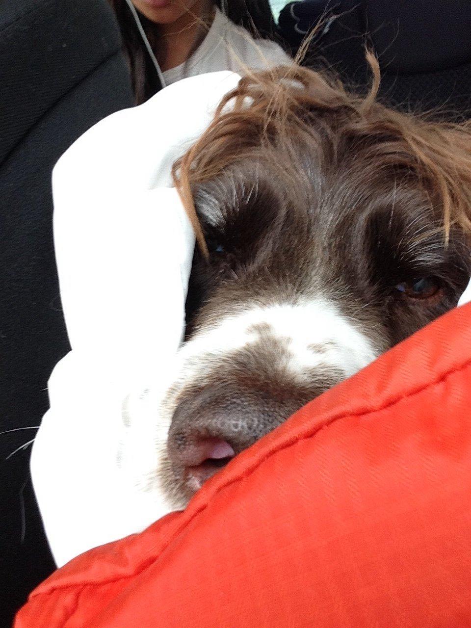 Engelsk springer spaniel Jonson billede 33