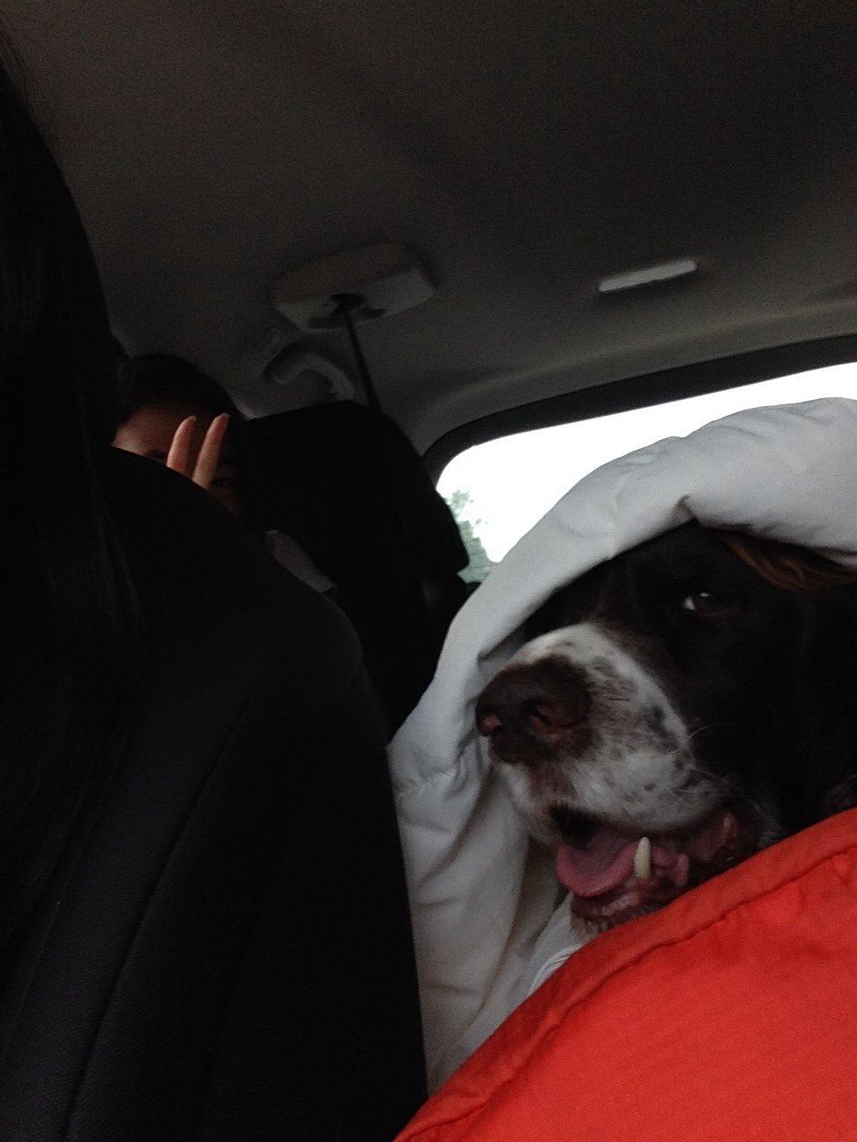 Engelsk springer spaniel Jonson billede 34