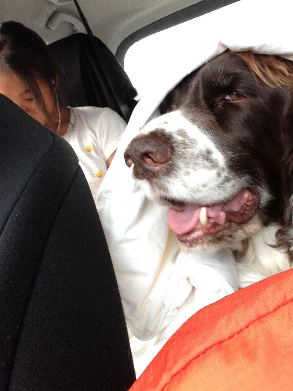 Engelsk springer spaniel Jonson billede 35