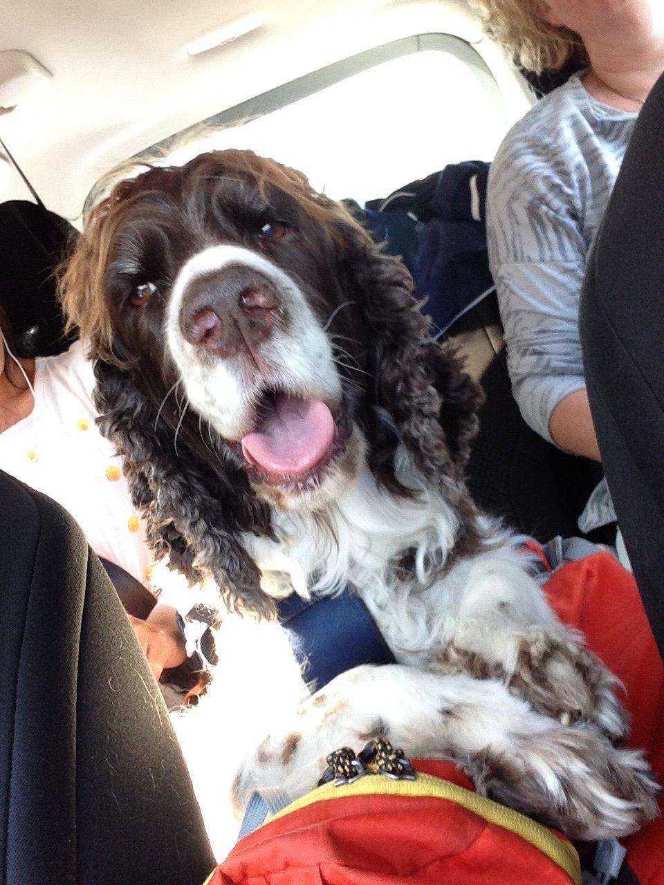 Engelsk springer spaniel Jonson billede 36