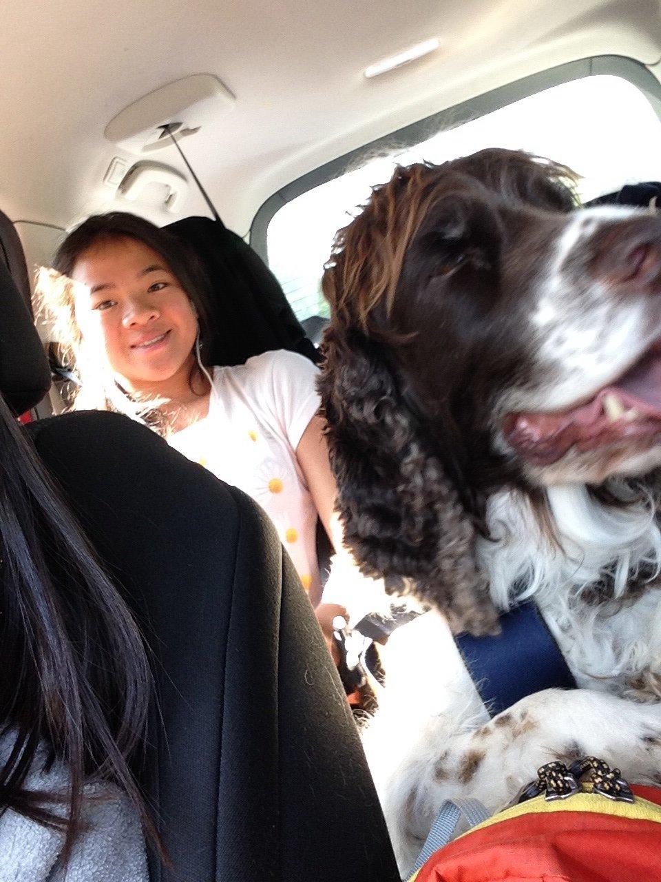 Engelsk springer spaniel Jonson billede 37