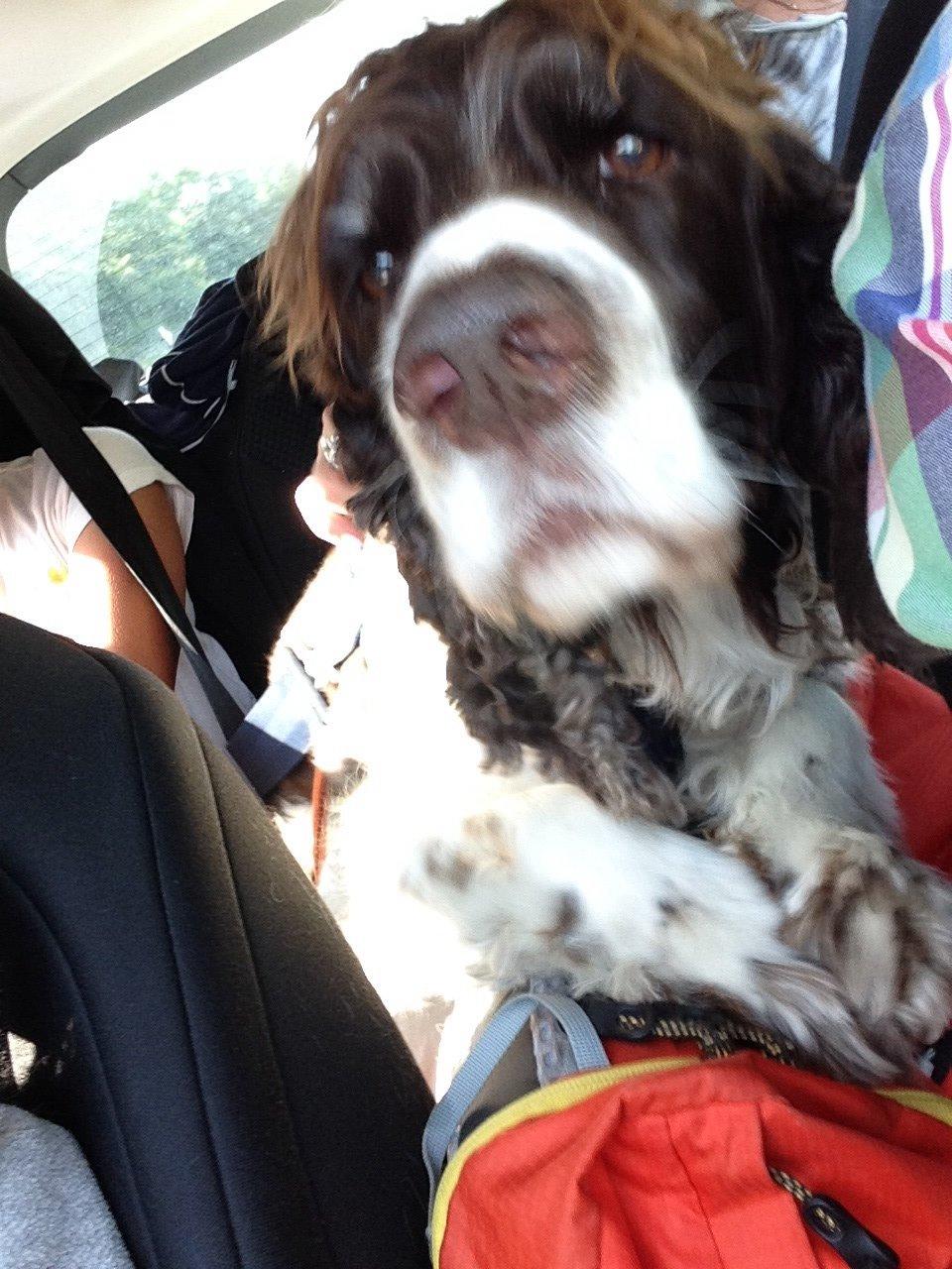 Engelsk springer spaniel Jonson billede 38