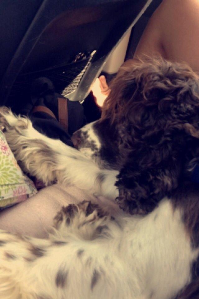 Engelsk springer spaniel Jonson billede 39