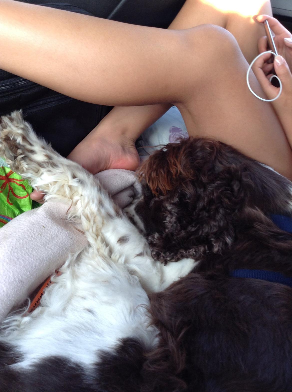 Engelsk springer spaniel Jonson billede 40