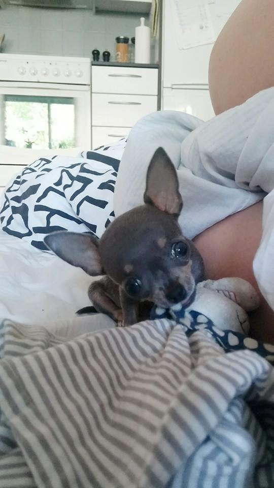 Chihuahua Aston billede 1