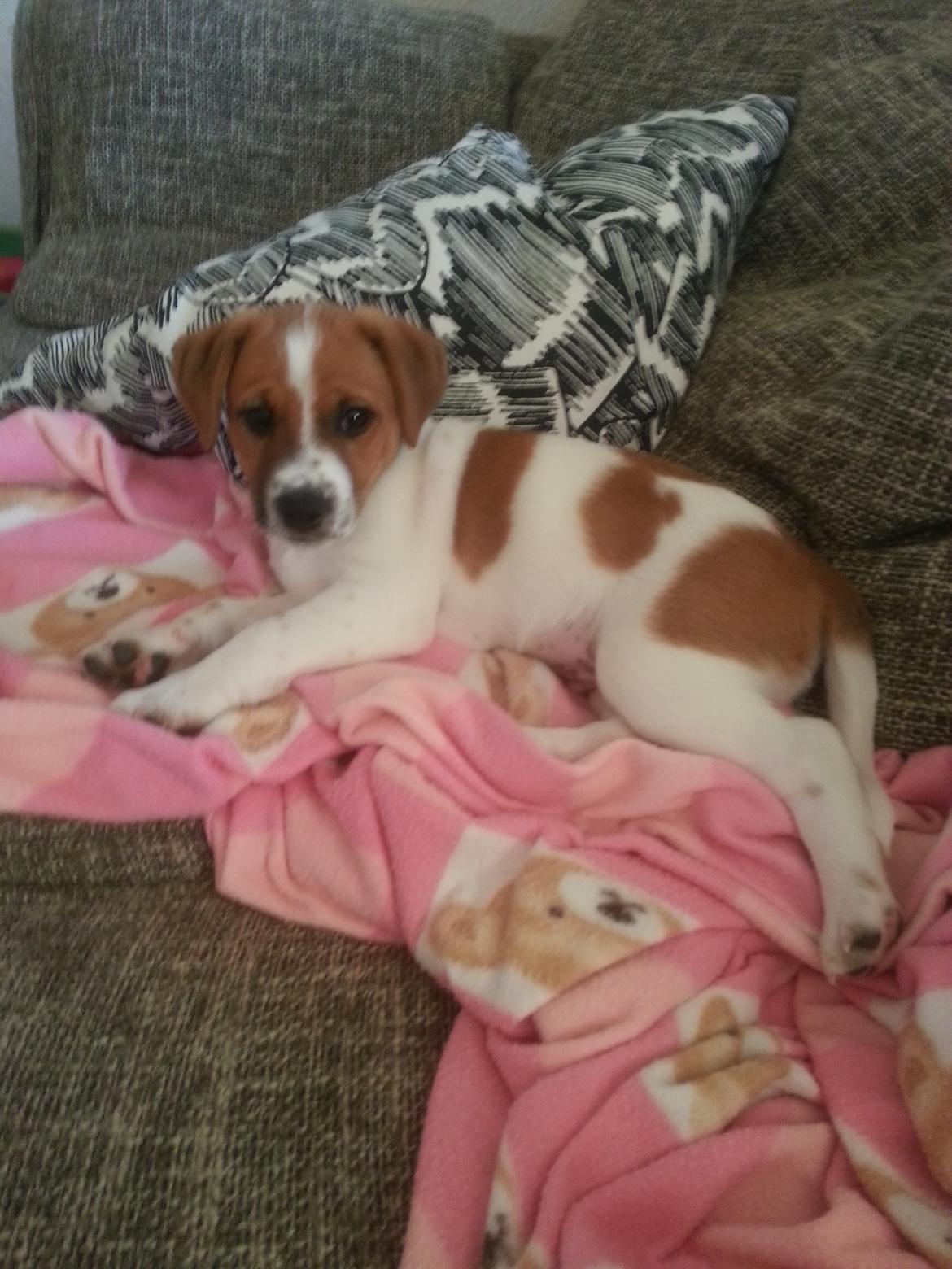 Dansk svensk gaardhund Buster - Buster 13 uger billede 1