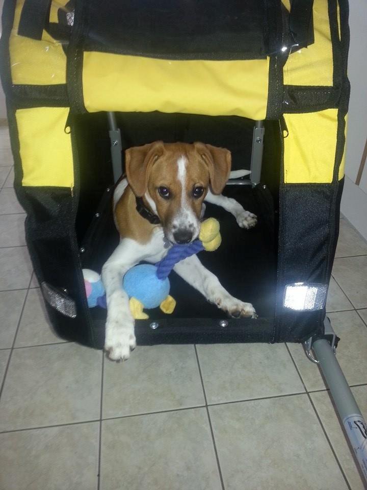 Dansk svensk gaardhund Buster - Glæder sig til første tur i cykeltrailer billede 2