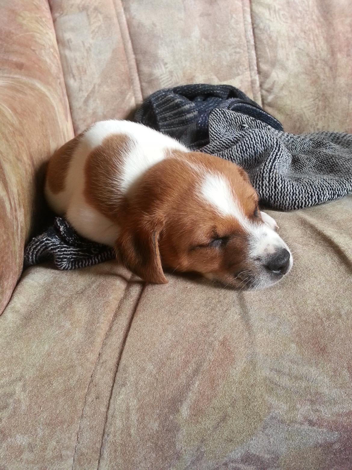 Dansk svensk gaardhund Buster - buster 6 uger billede 3