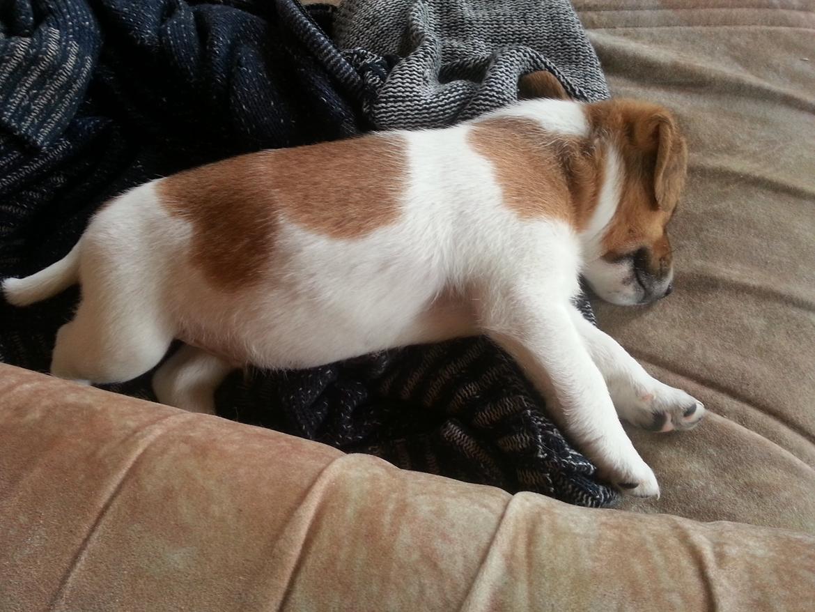 Dansk svensk gaardhund Buster - Buster 6 uger billede 4