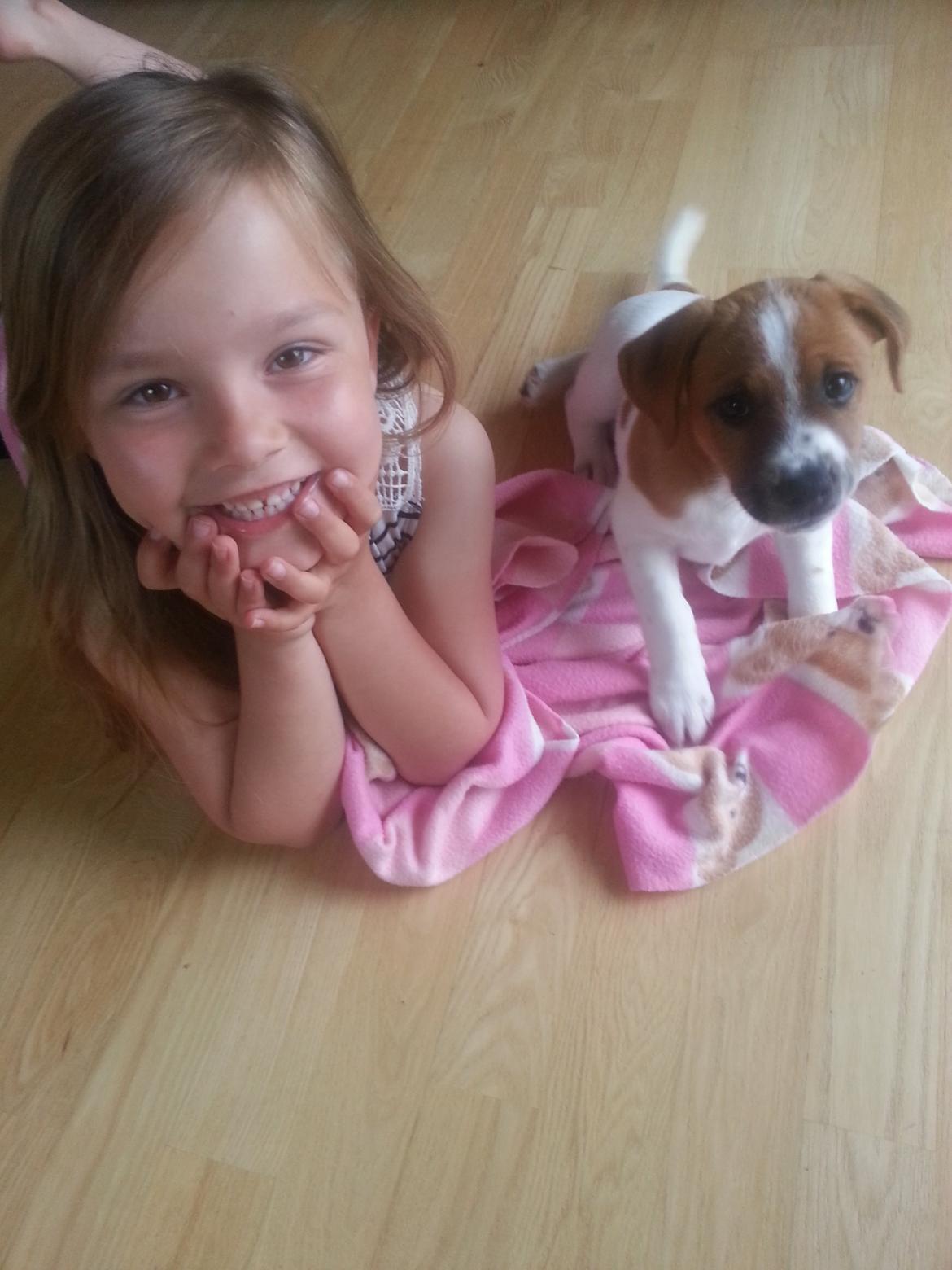 Dansk svensk gaardhund Buster billede 5