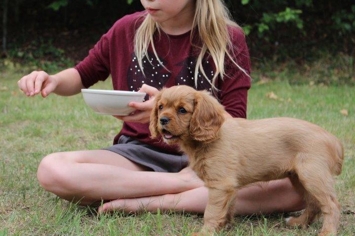 Cavalier king charles spaniel Molly billede 11