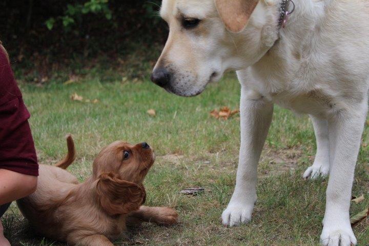 Cavalier king charles spaniel Molly - Molly og Nala hilser for første gang.  billede 4