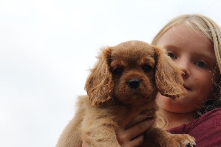 Cavalier king charles spaniel Molly - Hej og velkommen til Mollys profil <3 billede 1