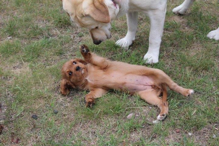 Cavalier king charles spaniel Molly - Molly siger jeg overgiver mig. billede 5