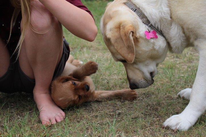 Cavalier king charles spaniel Molly - Skal vi ikke lege Nala? billede 6