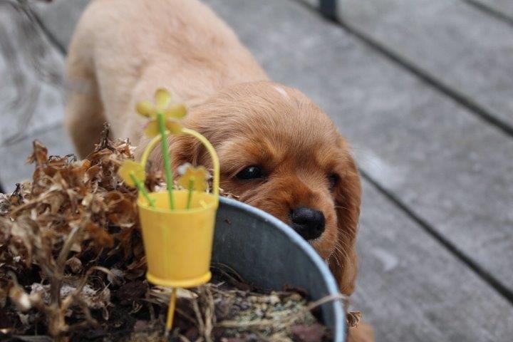 Cavalier king charles spaniel Molly - Mmm poteplanten smager Gooodt :) billede 7