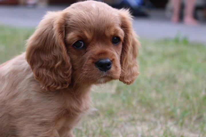 Cavalier king charles spaniel Molly - Life is not about finding someone you can live with. But finding someone you can not live without. <3 billede 8