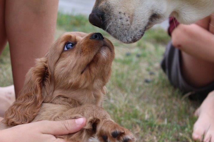 Cavalier king charles spaniel Molly - Molly lad os snakke om reglerne i mit hus.  billede 10