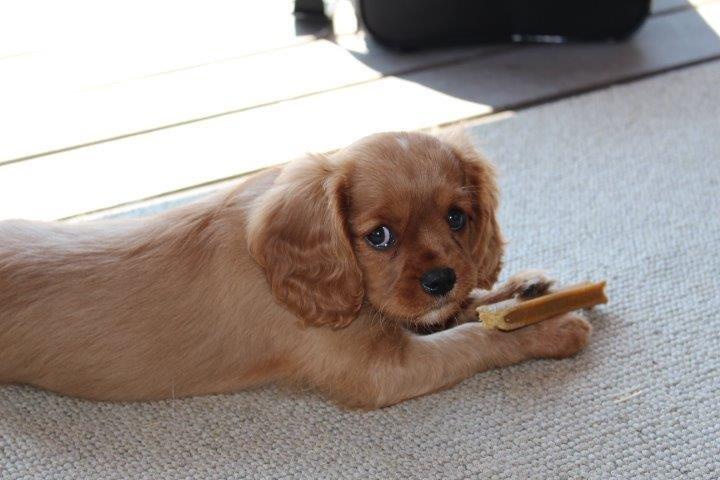 Cavalier king charles spaniel Molly - Molly tykker på sit ben. billede 13