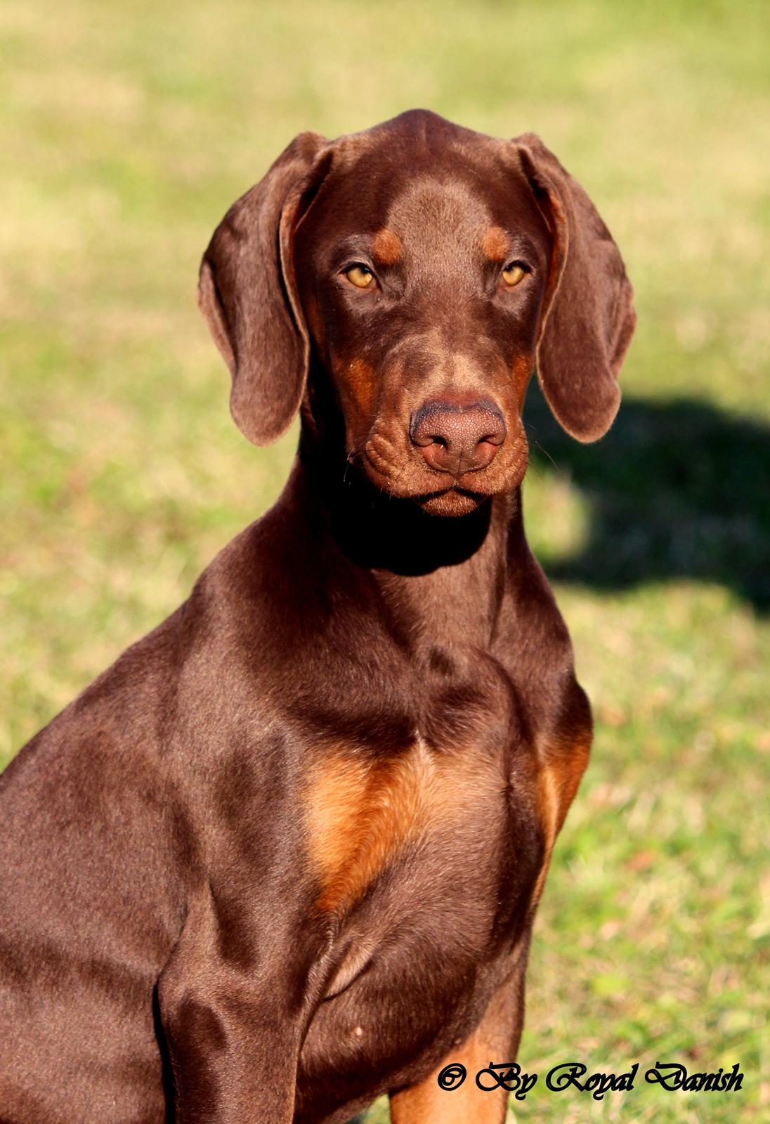 Dobermann Royal Danish Check This Out aka Foxy billede 1
