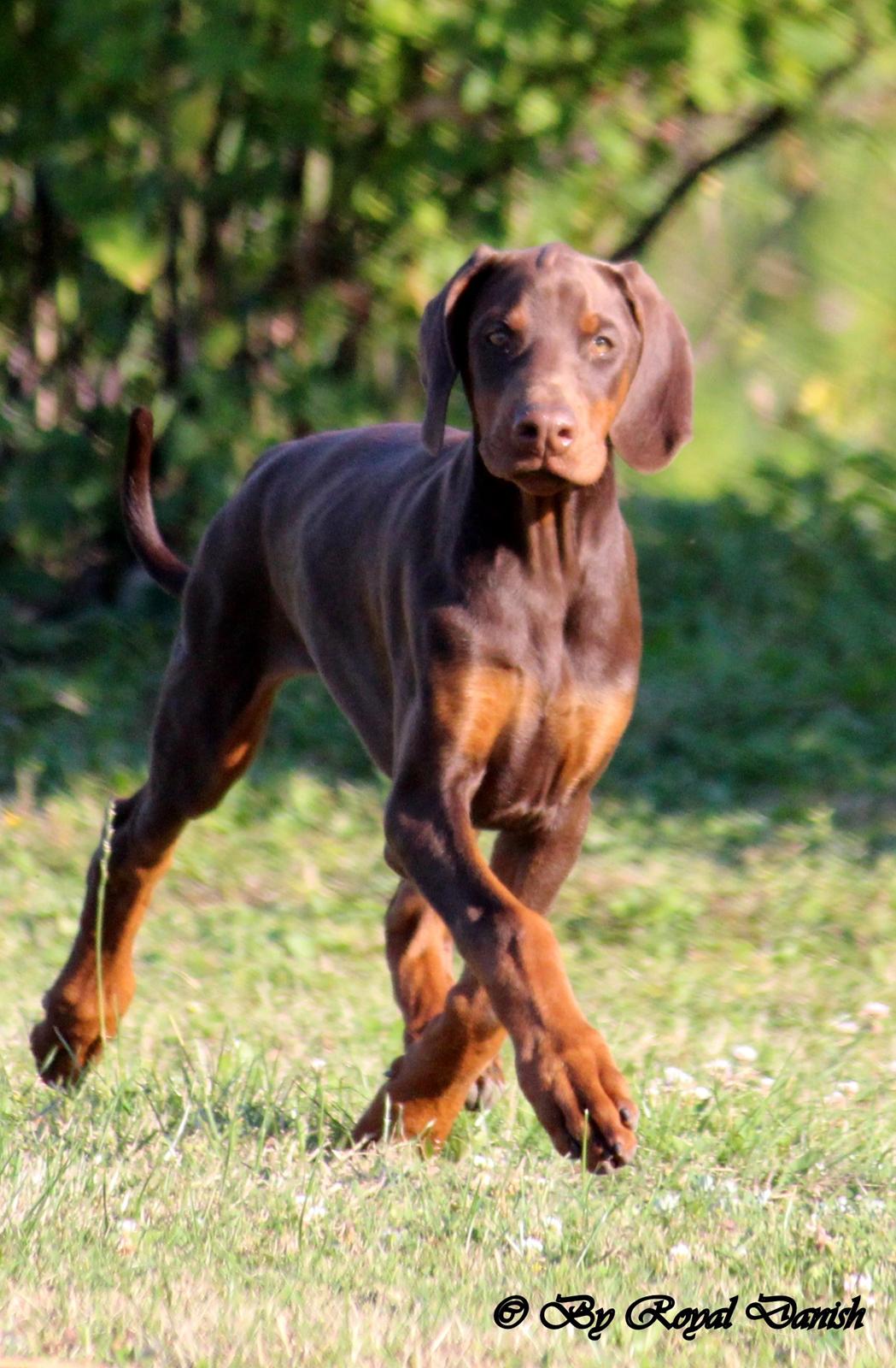 Dobermann Royal Danish Check This Out aka Foxy billede 2