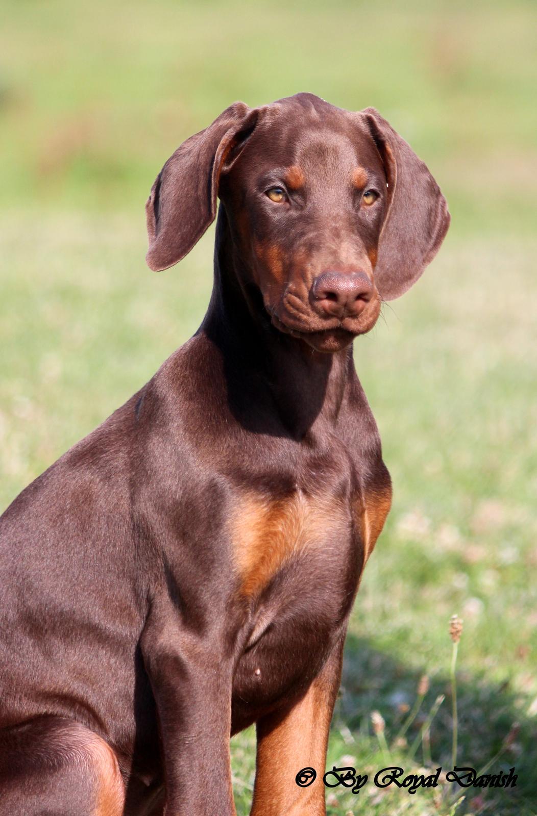 Dobermann Royal Danish Check This Out aka Foxy billede 3