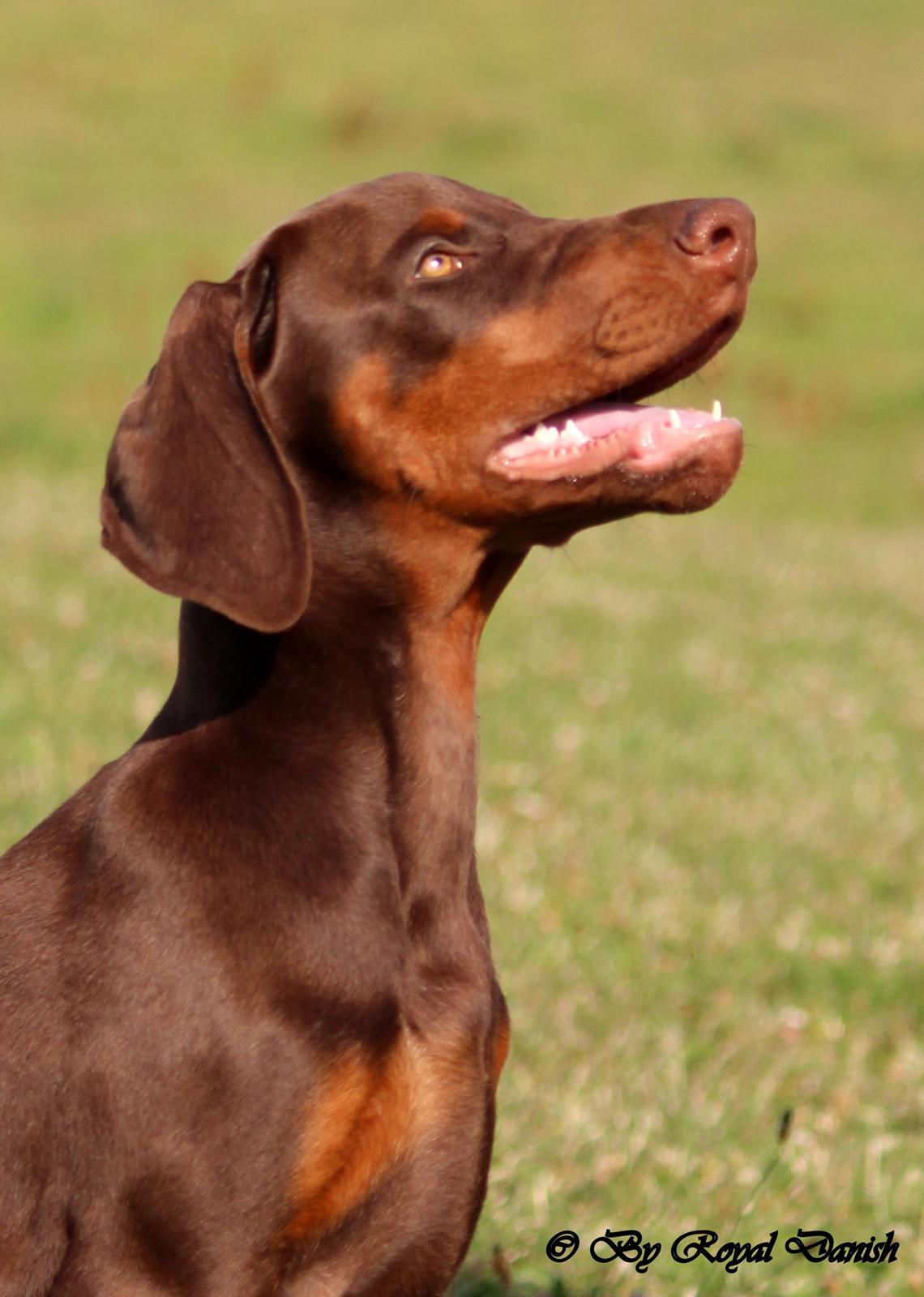 Dobermann Royal Danish Check This Out aka Foxy billede 4