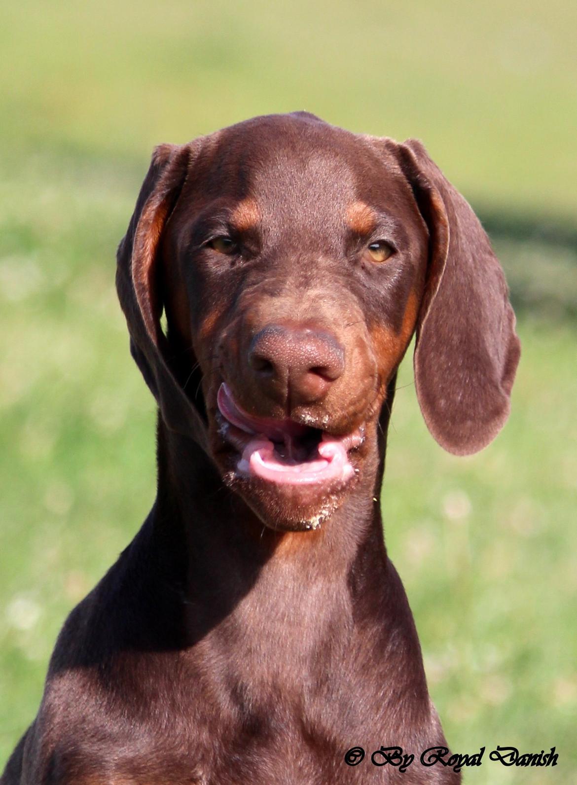 Dobermann Royal Danish Check This Out aka Foxy billede 5