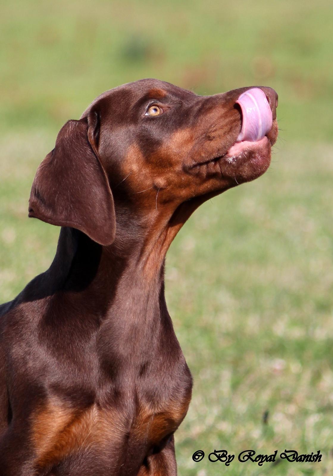 Dobermann Royal Danish Check This Out aka Foxy billede 6