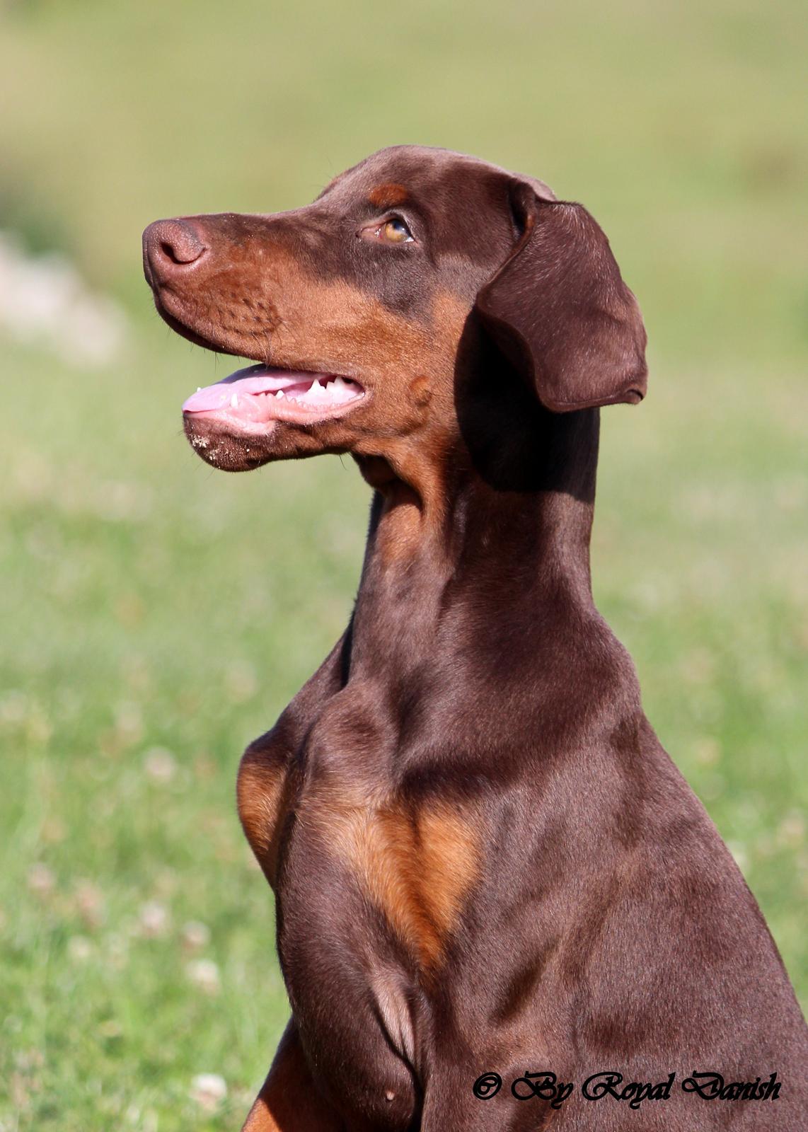 Dobermann Royal Danish Check This Out aka Foxy billede 7