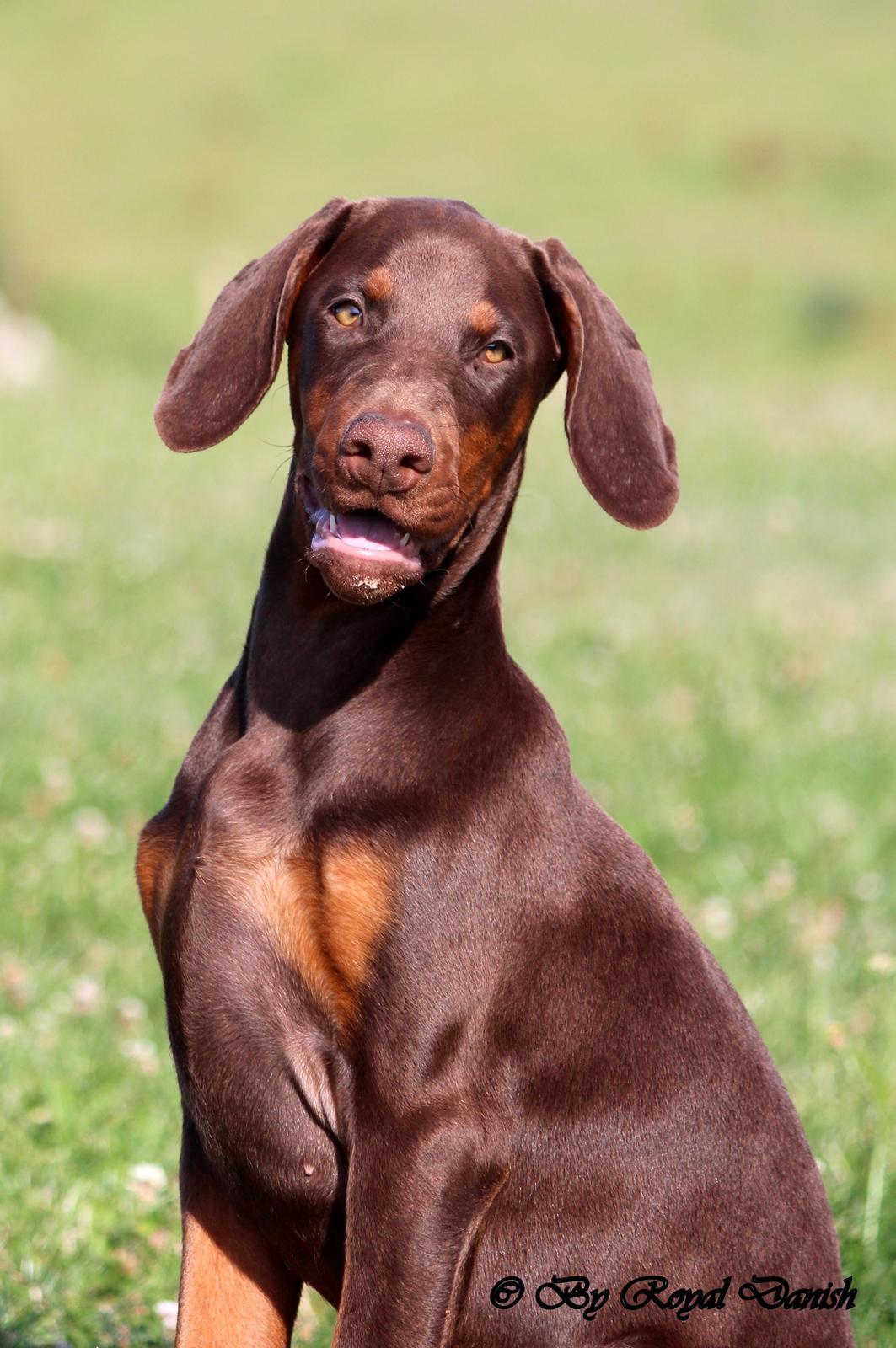Dobermann Royal Danish Check This Out aka Foxy billede 8