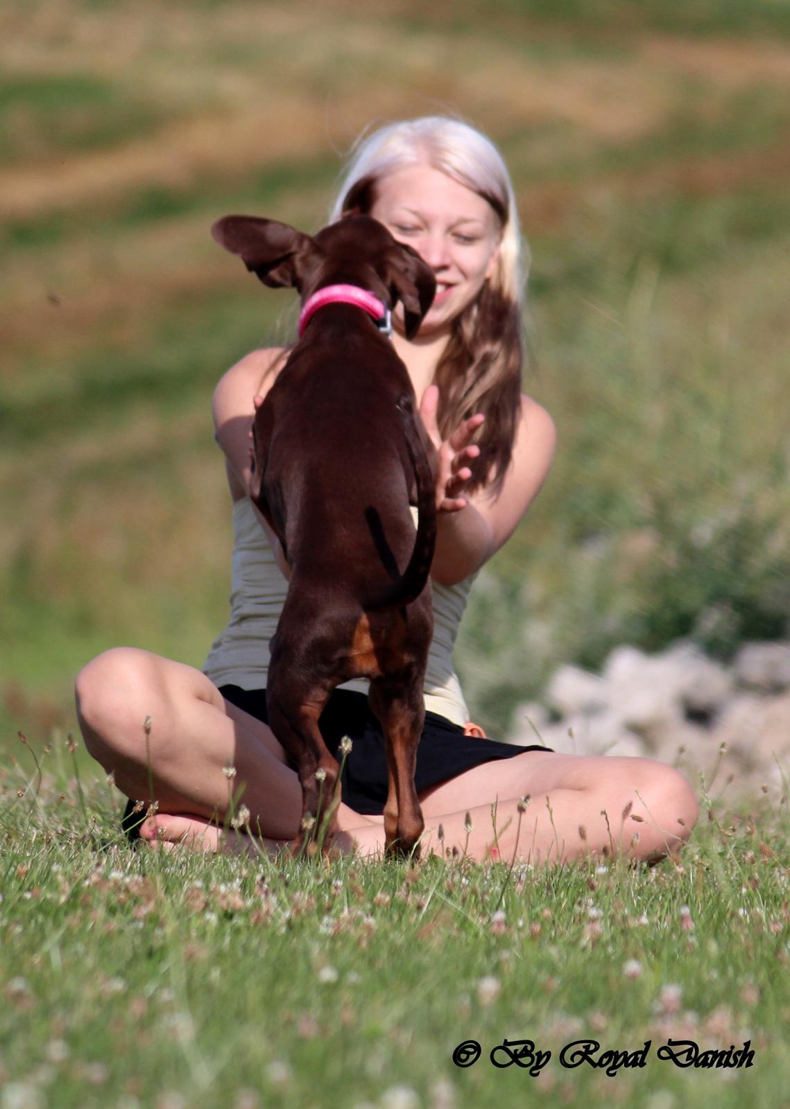 Dobermann Royal Danish Check This Out aka Foxy billede 9