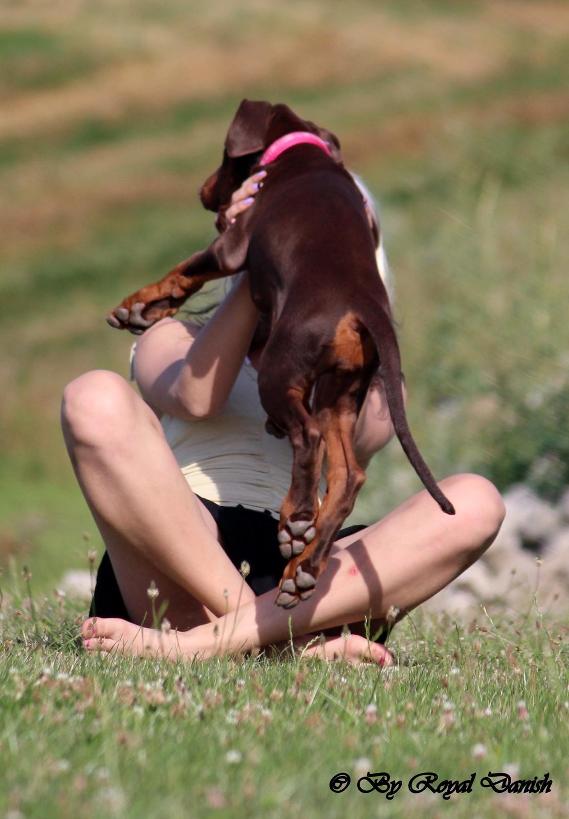 Dobermann Royal Danish Check This Out aka Foxy billede 10