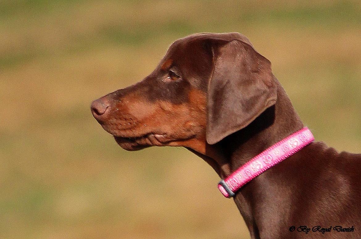 Dobermann Royal Danish Check This Out aka Foxy billede 11