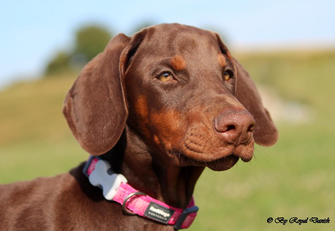 Dobermann Royal Danish Check This Out aka Foxy billede 12