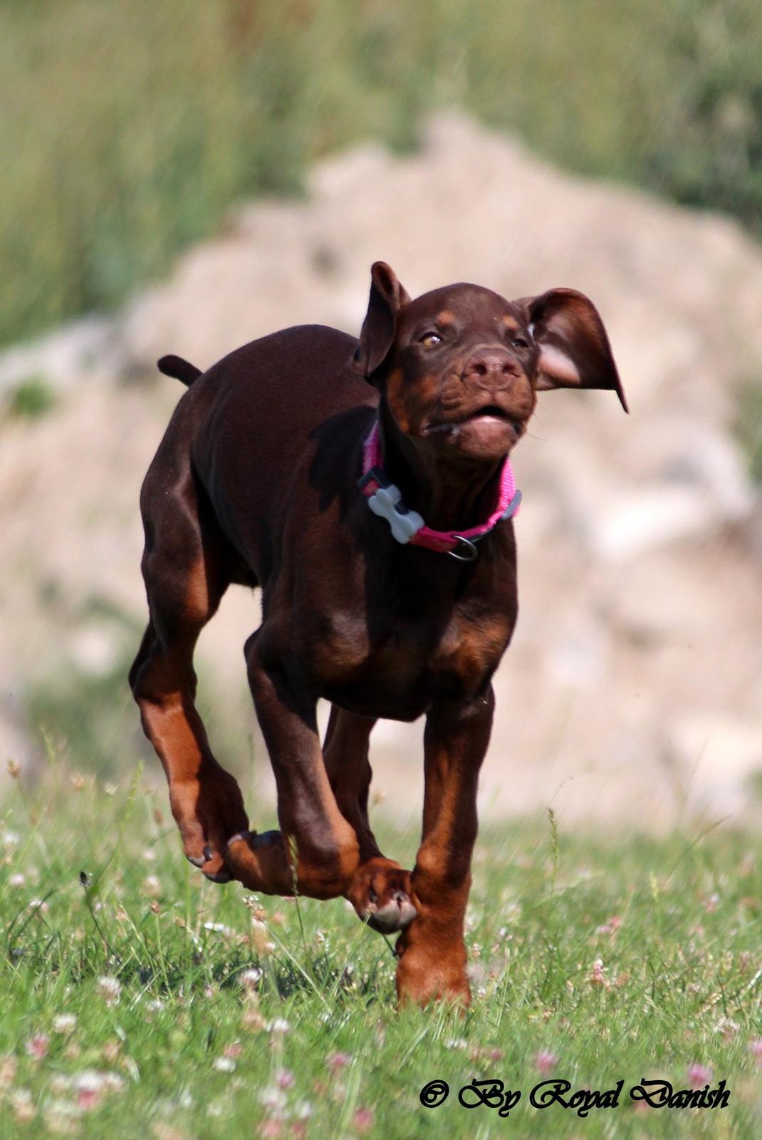 Dobermann Royal Danish Check This Out aka Foxy billede 13