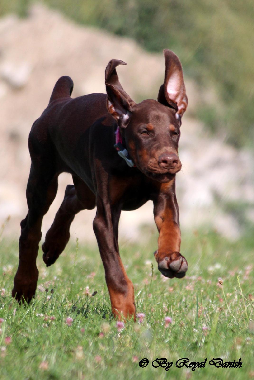 Dobermann Royal Danish Check This Out aka Foxy billede 14