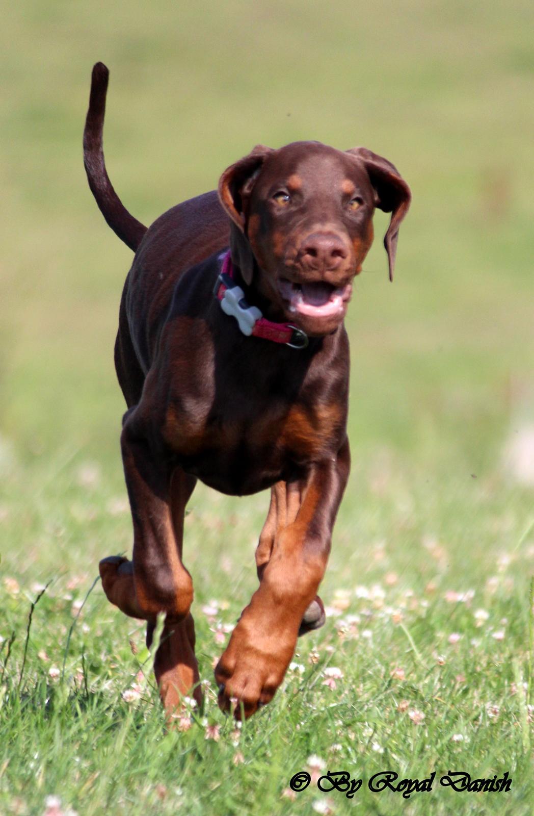 Dobermann Royal Danish Check This Out aka Foxy billede 15