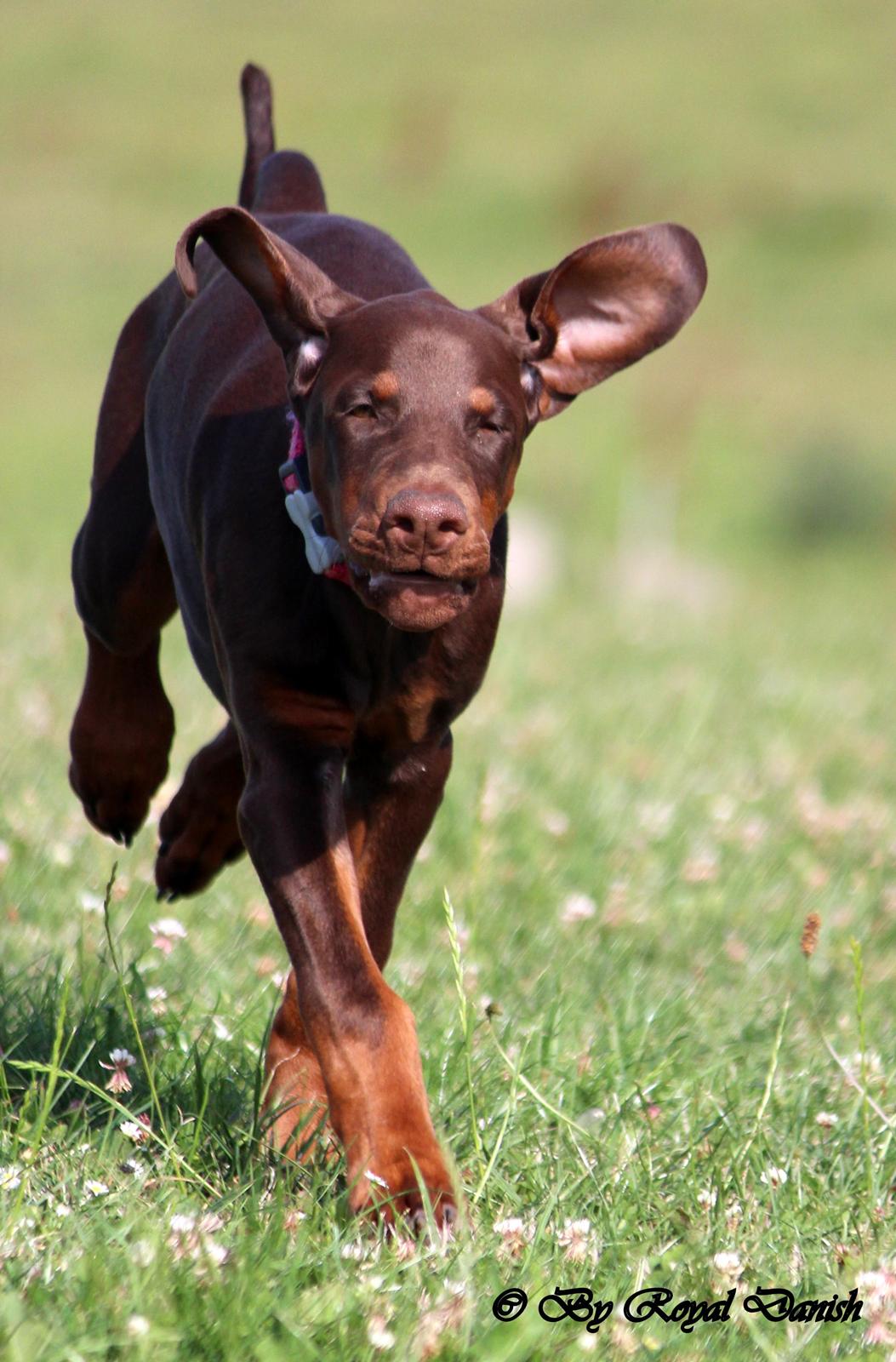 Dobermann Royal Danish Check This Out aka Foxy billede 16