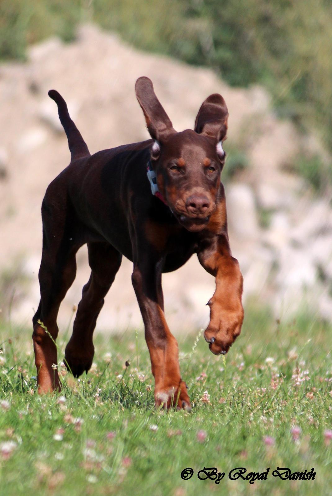 Dobermann Royal Danish Check This Out aka Foxy billede 17