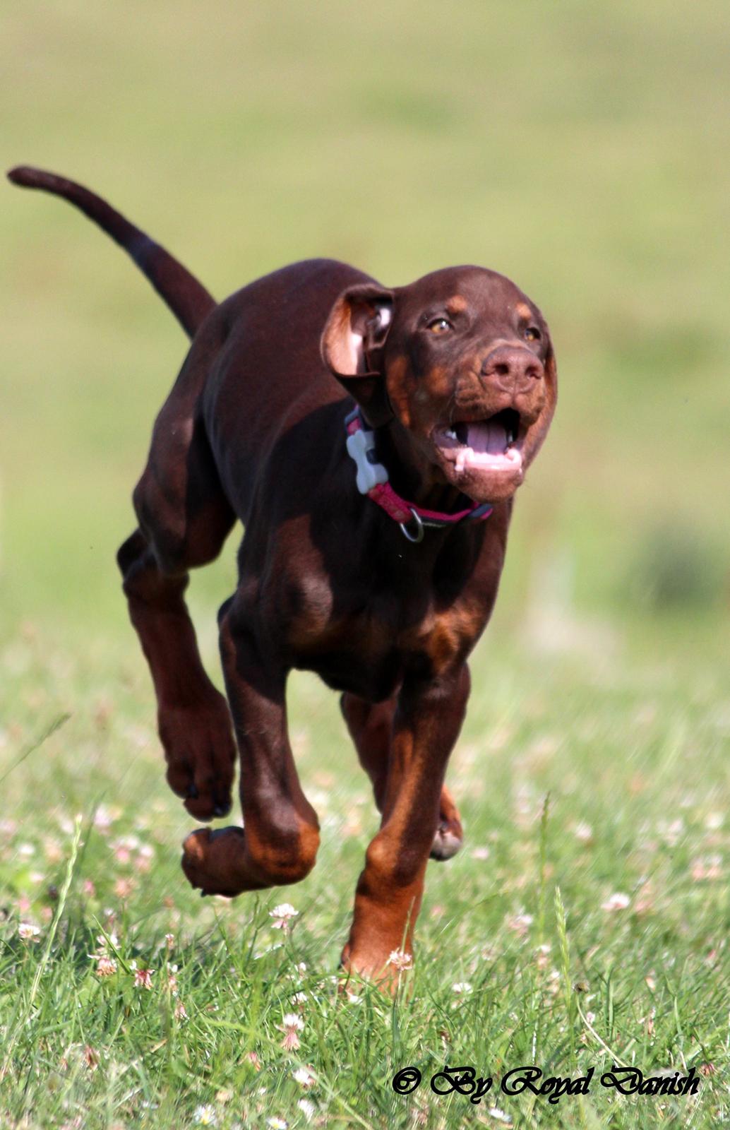 Dobermann Royal Danish Check This Out aka Foxy billede 18