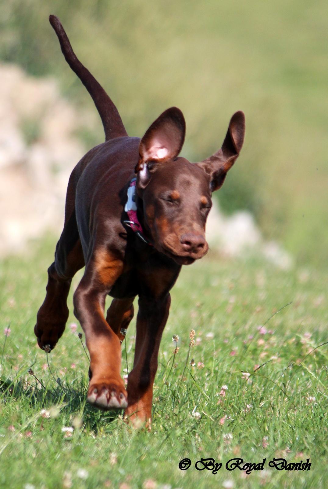Dobermann Royal Danish Check This Out aka Foxy billede 19