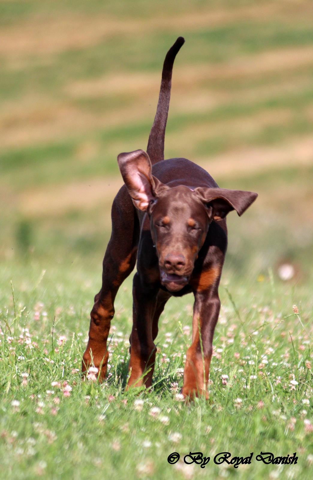 Dobermann Royal Danish Check This Out aka Foxy billede 20
