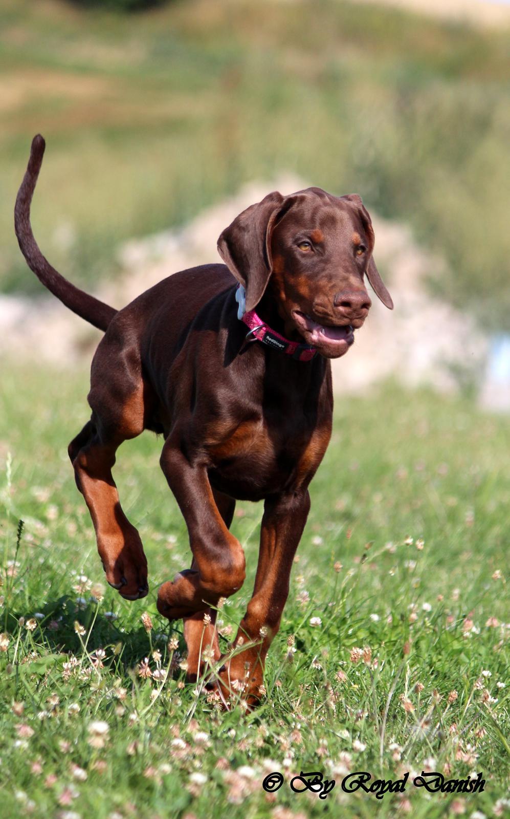 Dobermann Royal Danish Check This Out aka Foxy billede 21