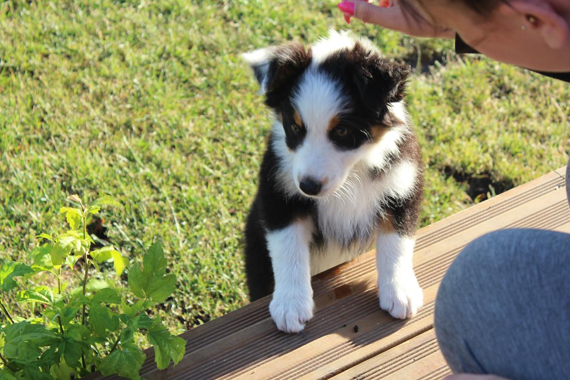 Australian shepherd Rosenlysts Black Velvet billede 5