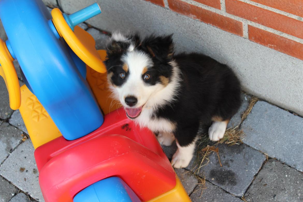 Australian shepherd Rosenlysts Black Velvet billede 6