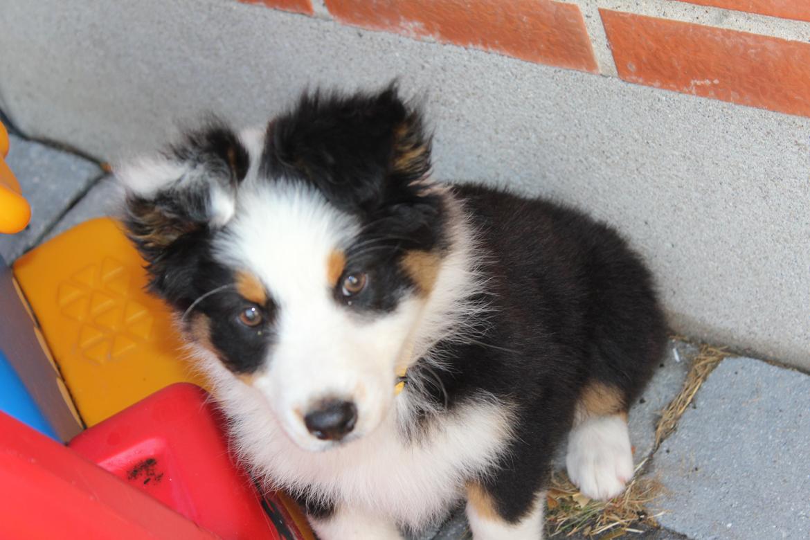 Australian shepherd Rosenlysts Black Velvet billede 7