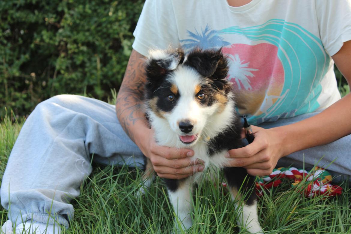 Australian shepherd Rosenlysts Black Velvet billede 8