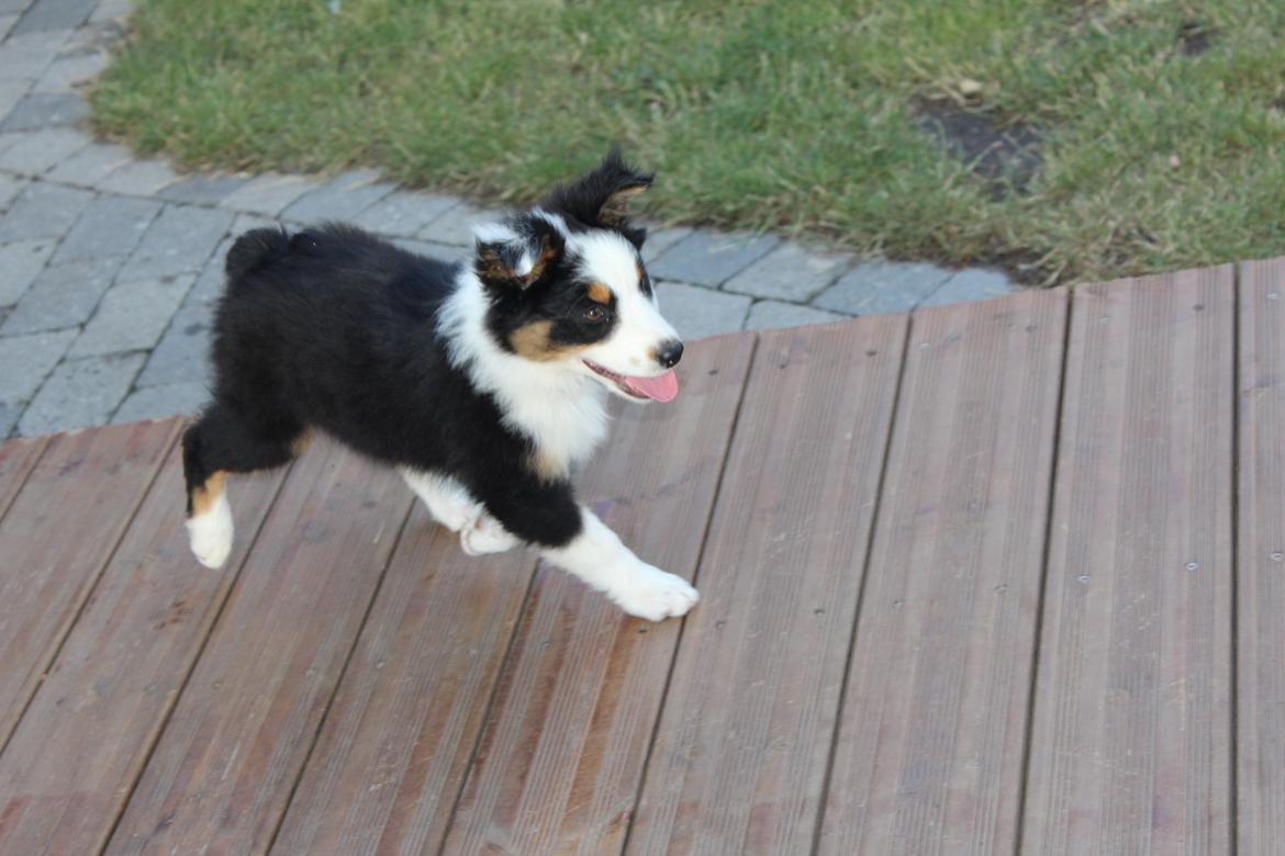 Australian shepherd Rosenlysts Black Velvet billede 9
